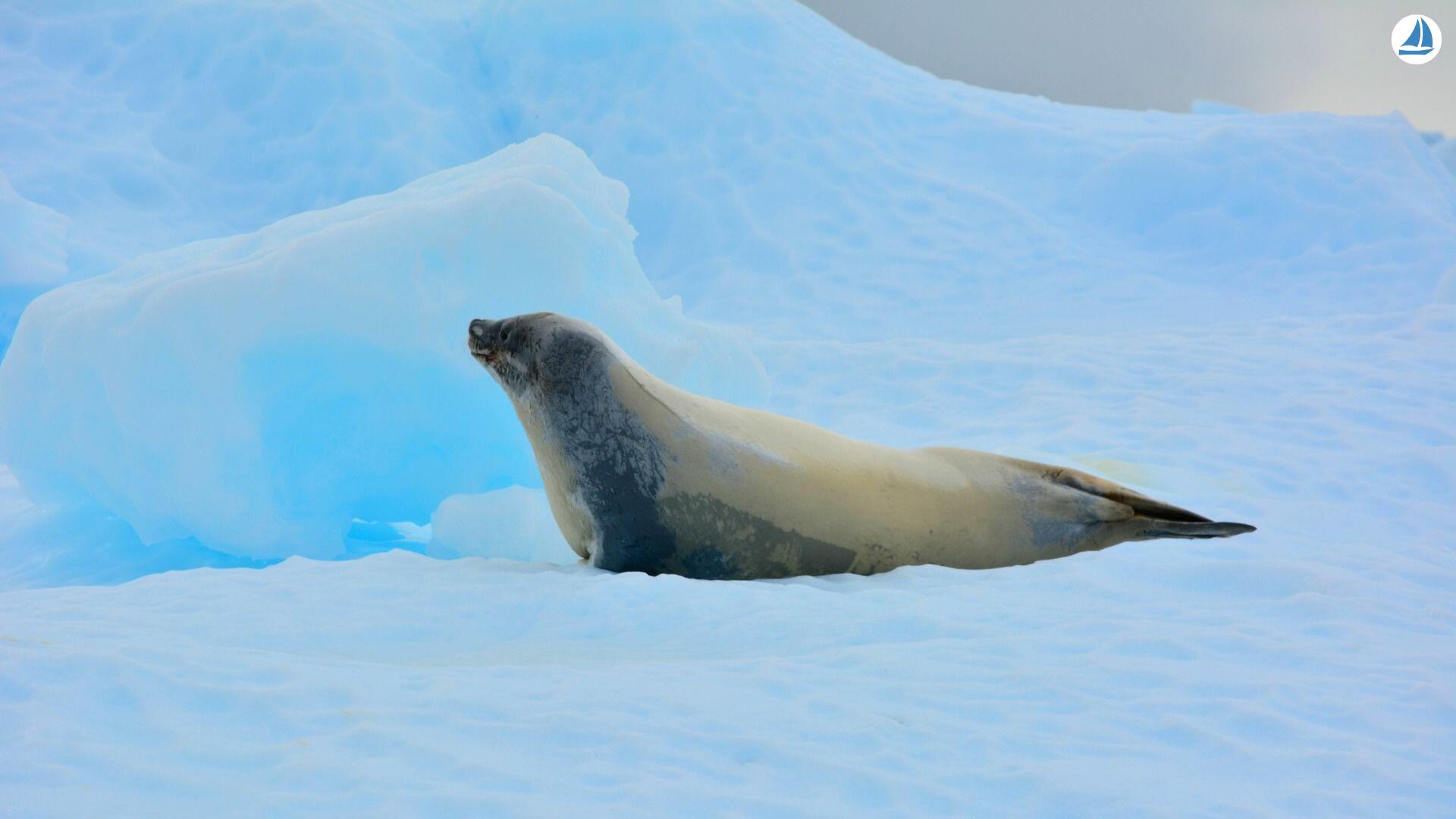 Photo Custom 60' Custom 60' 5