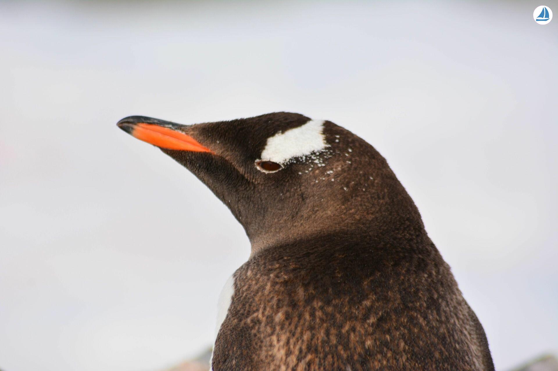 Photo Custom 60' Custom 60' 7