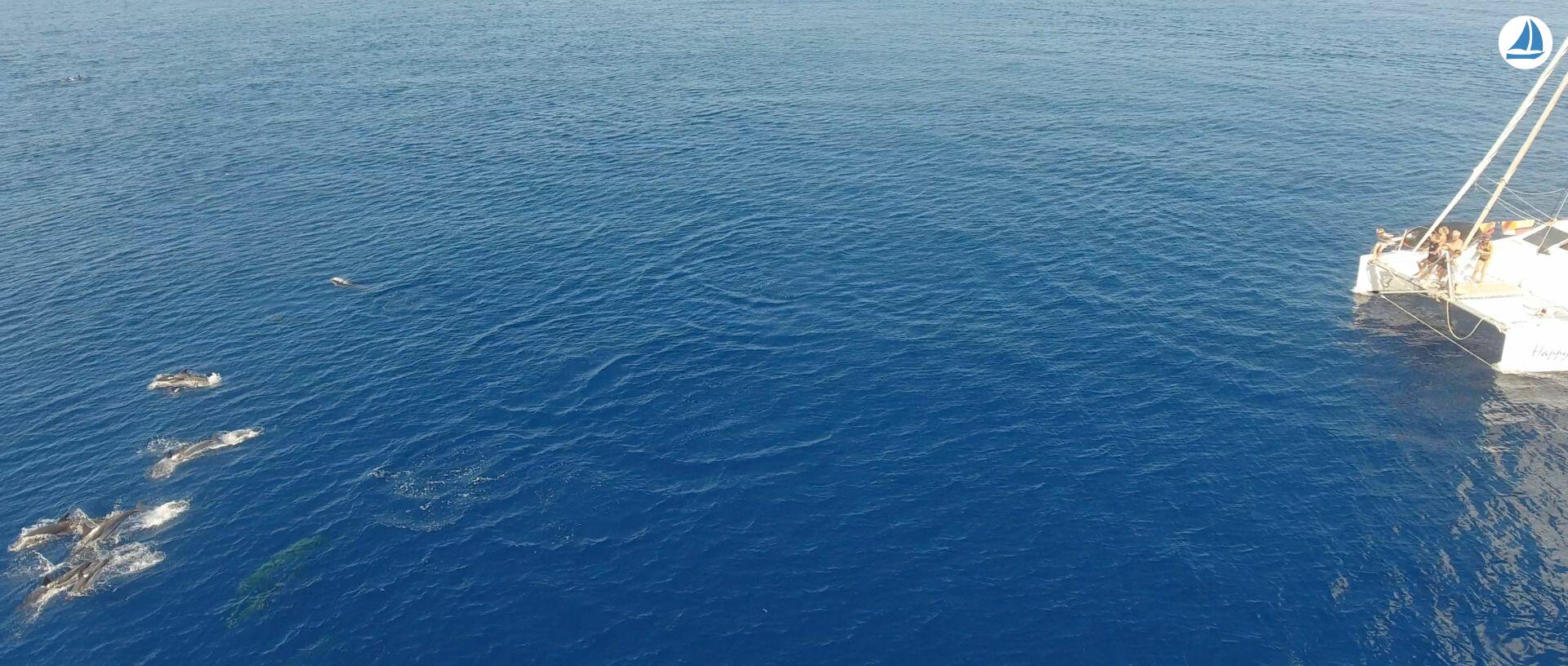 Photo OCEAN VOYAGER 440 4